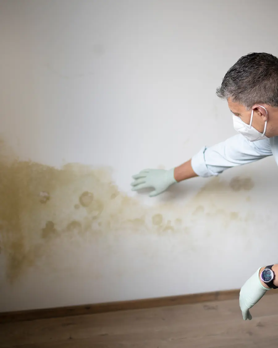 Condensation, Damp & Mould